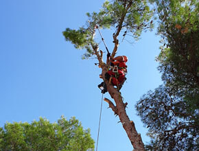 Rusenje bora-TISNO-01